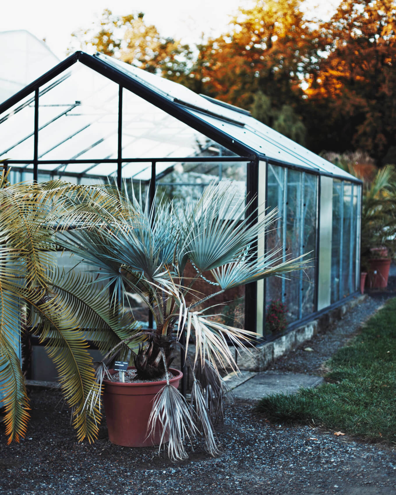 Winter Greenhouse